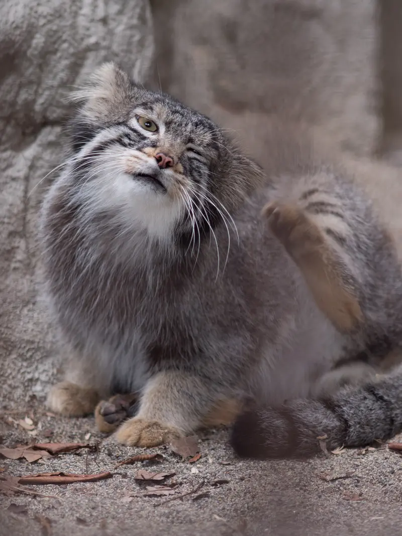 野毛山動物園のフィーガの写真