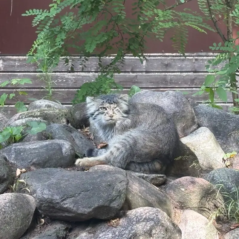 ポズナン新動物園のボジェンカの写真