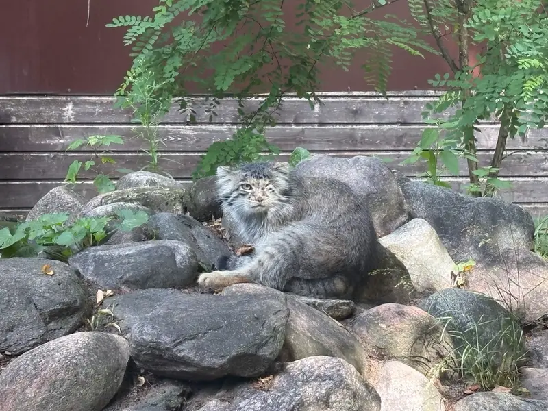 ポズナン新動物園のボジェンカの写真