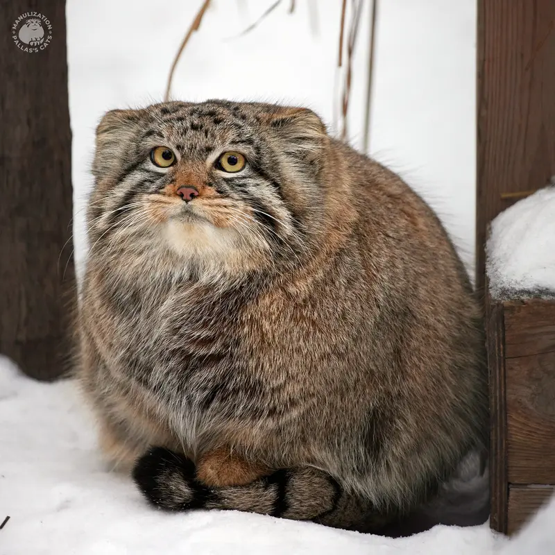 ノヴォシビルスク動物園のゾーシャの写真