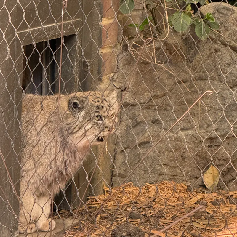 プロスペクト・パーク動物園のバトゥの写真