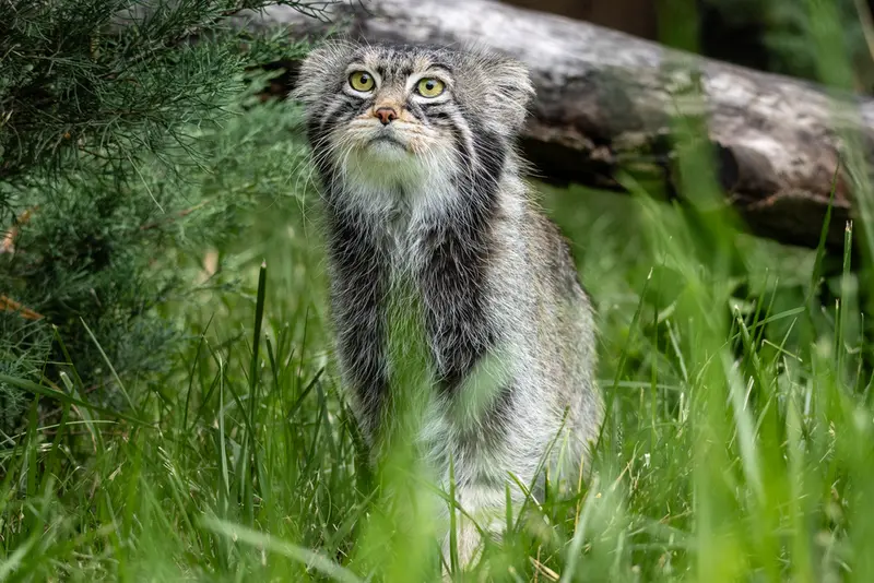 モスクワ動物園のティモフェイの写真