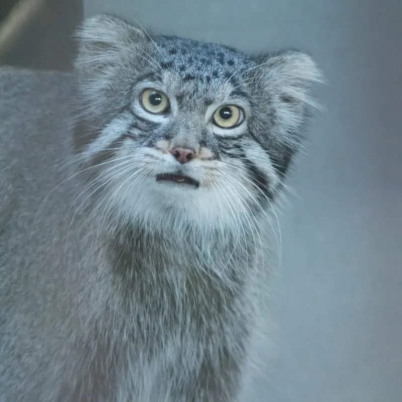 野毛山動物園のフィーガの写真