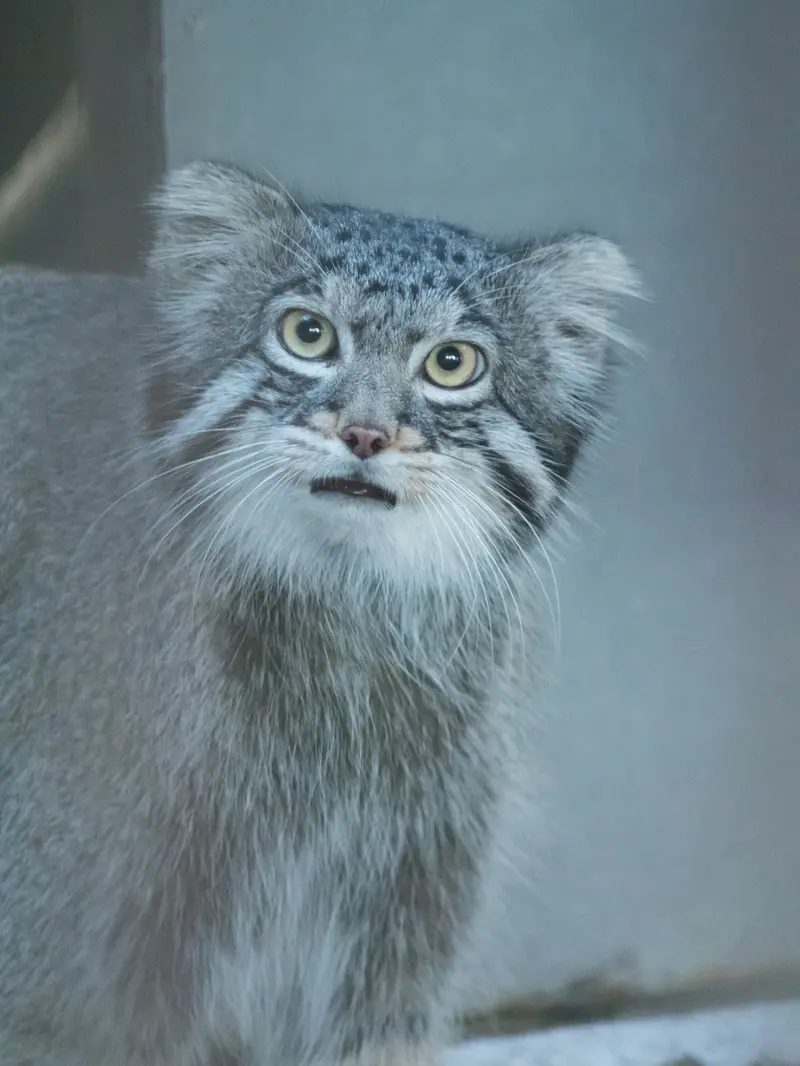 野毛山動物園のフィーガの写真