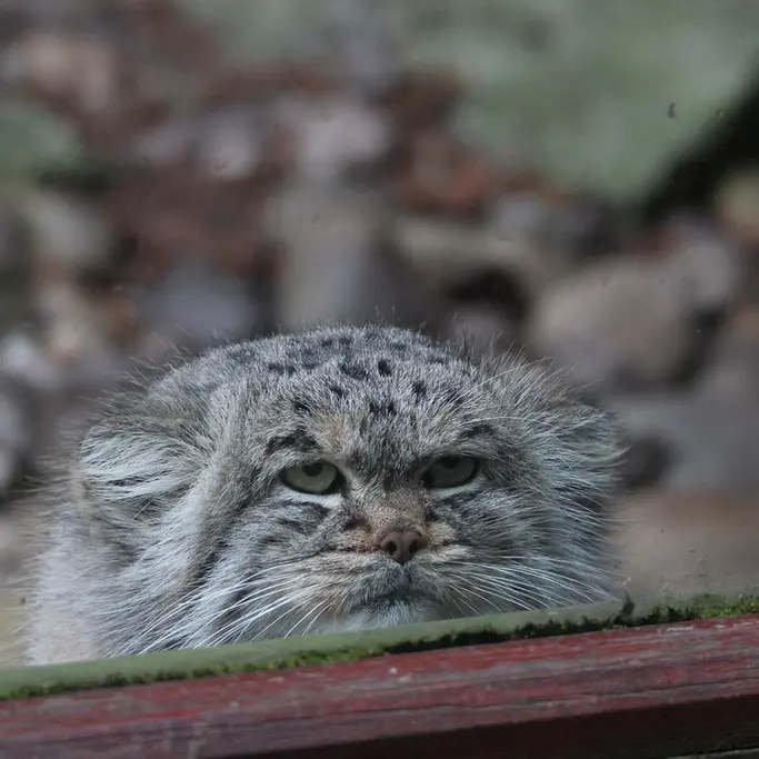 バナム動物園のバックの写真