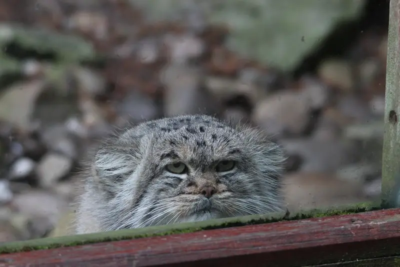 バナム動物園のバックの写真