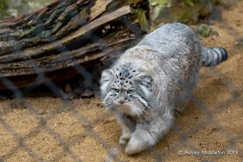 コッツウォルド・ワイルドライフ・パーク・アンド・ガーデンズのトゥルの写真
