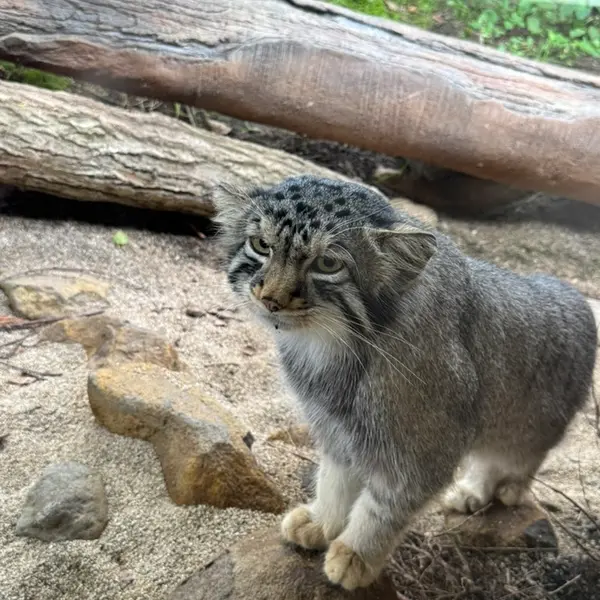 那須どうぶつ王国のナゴムの写真