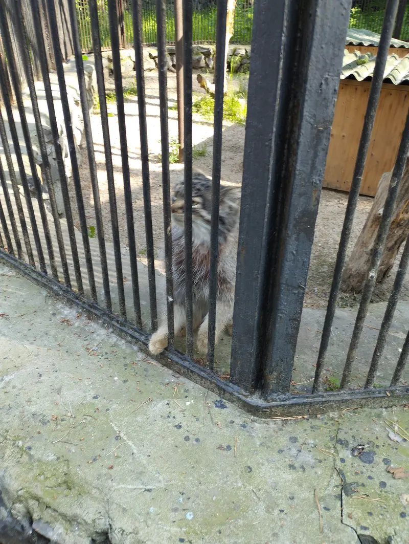 ノヴォシビルスク動物園のマヌルネコの写真