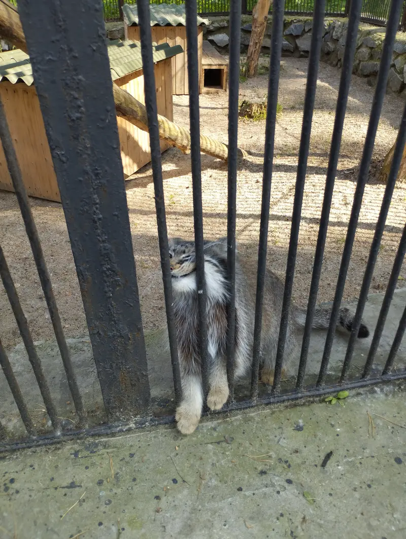 ノヴォシビルスク動物園のマヌルネコの写真