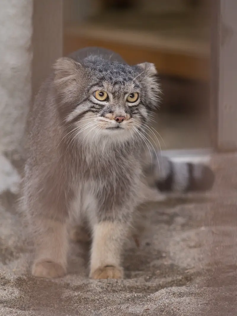 野毛山動物園のフィーガの写真