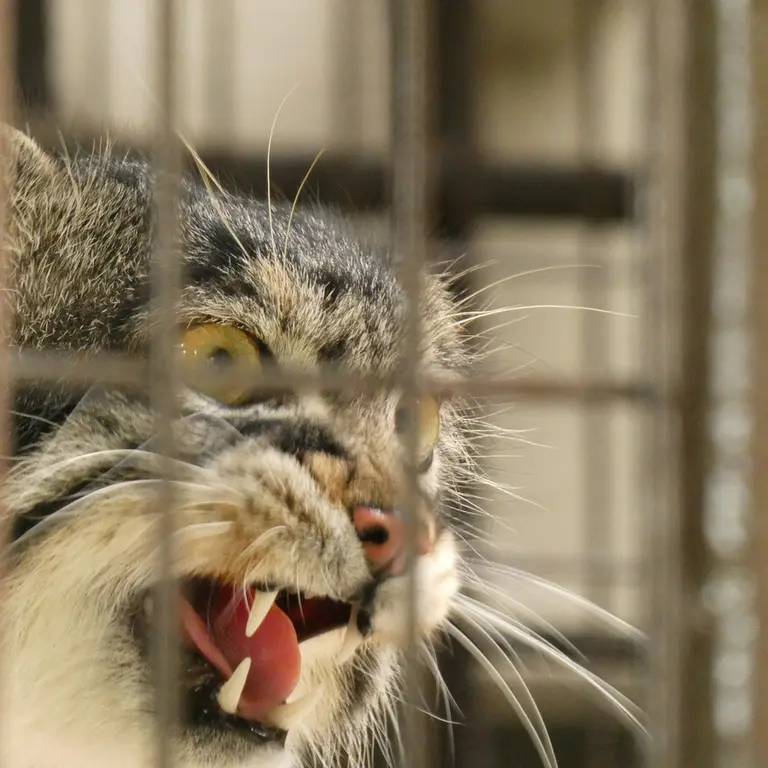 野毛山動物園のフィーガの写真