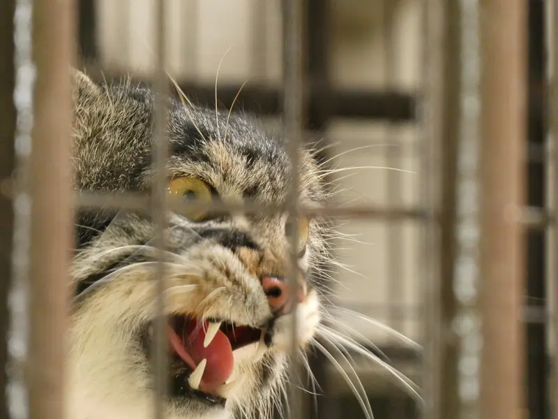 野毛山動物園のフィーガの写真