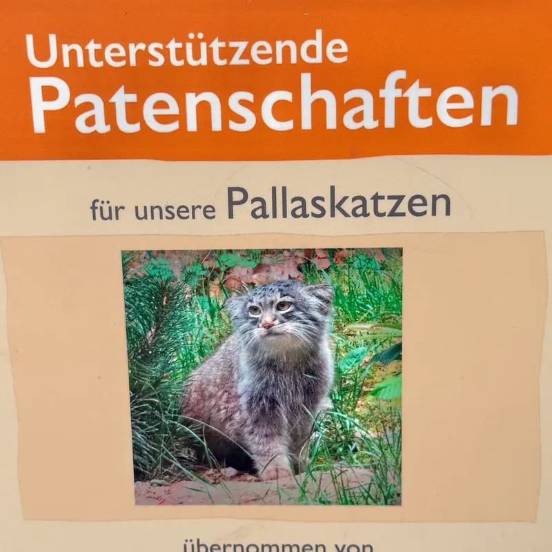 オペル動物園のマヌルネコの写真