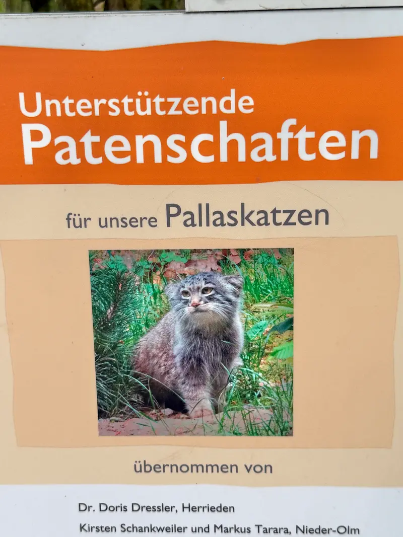 オペル動物園のマヌルネコの写真