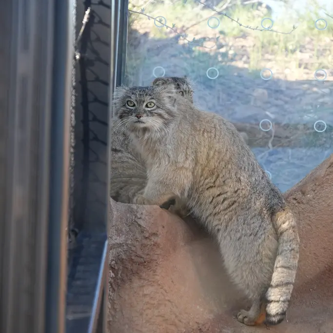 プラハ動物園のプリンセッサとスパイの写真
