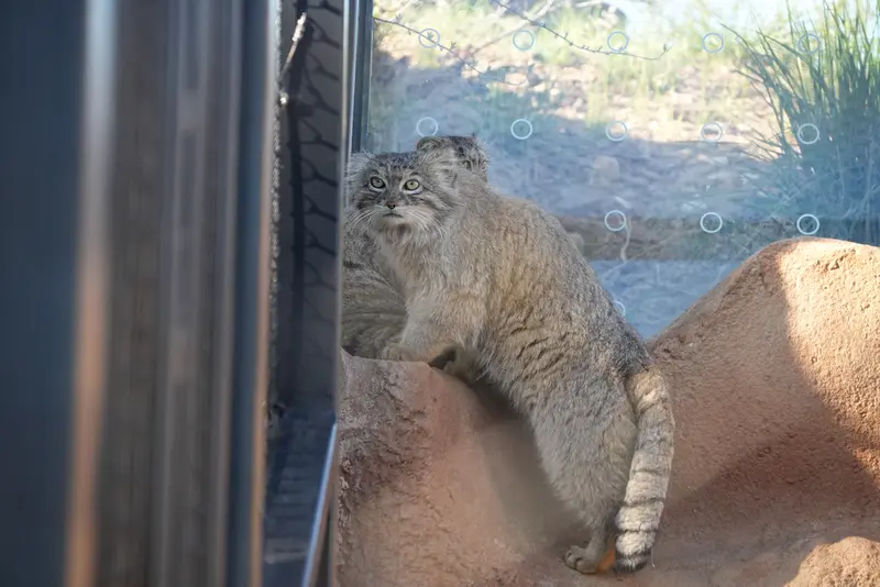 プラハ動物園のプリンセッサとスパイの写真