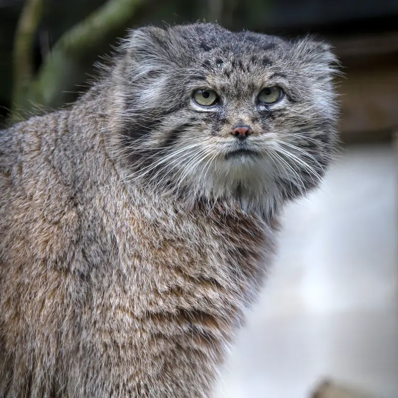 リール動物園のヴォラースの写真