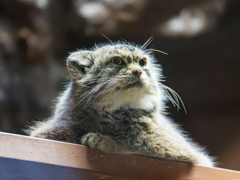 恩賜上野動物園のプリームラの写真