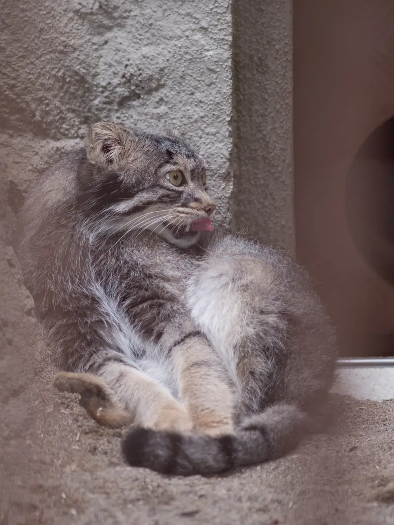 野毛山動物園のフィーガの写真