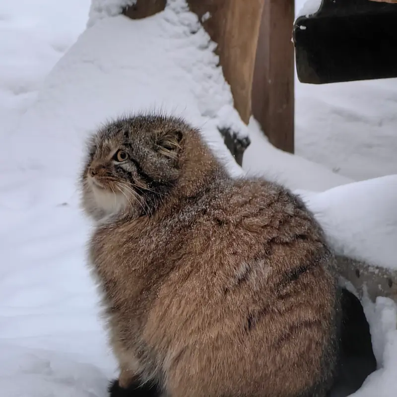 ノヴォシビルスク動物園のアッケムの写真