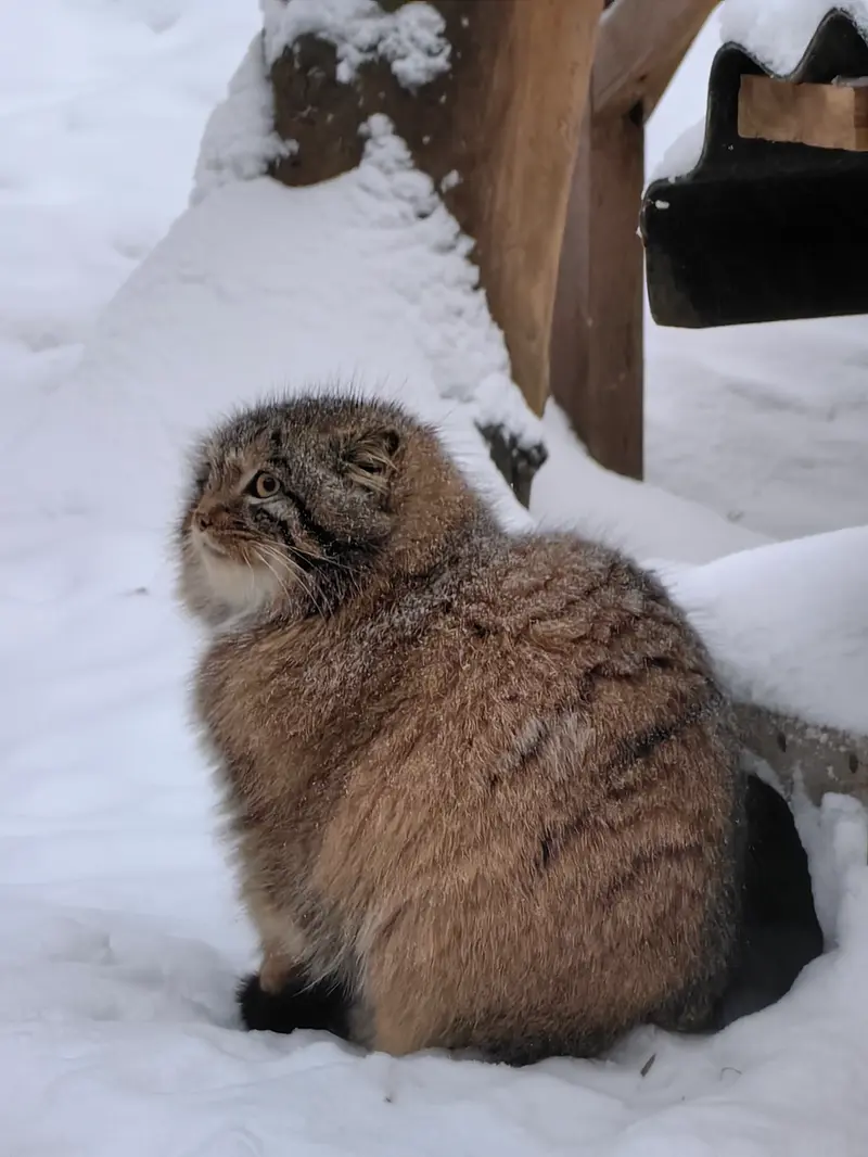 ノヴォシビルスク動物園のアッケムの写真