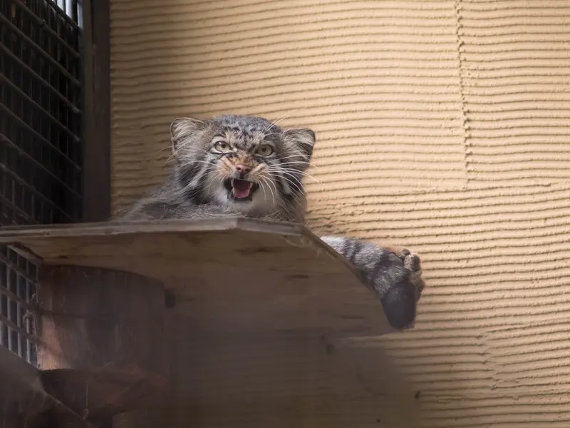 旭山動物園のヒデの写真