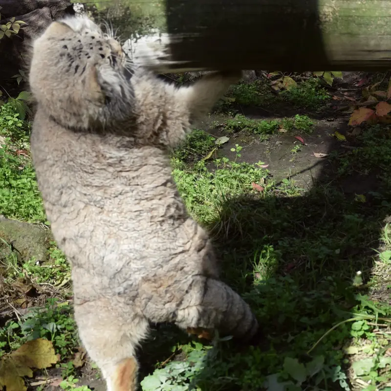 ブダペスト動物園＆植物園のボフスの写真