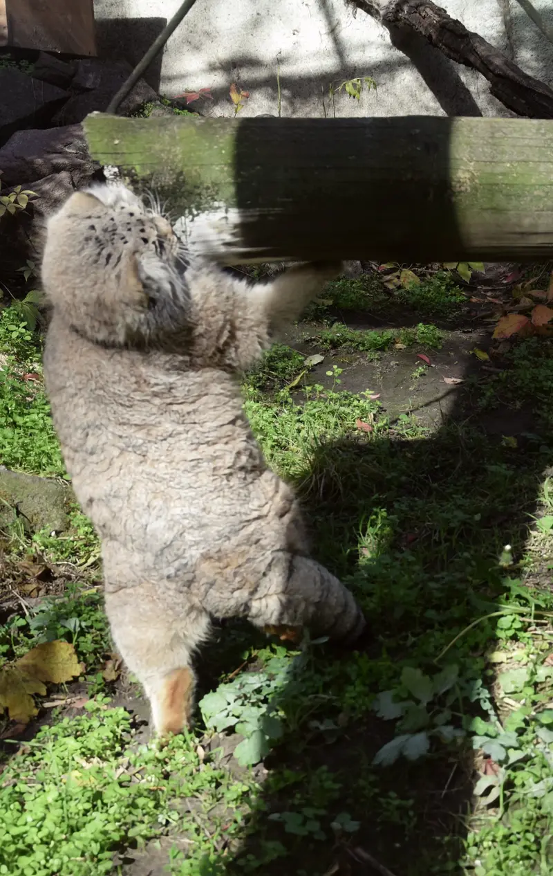 ブダペスト動物園＆植物園のボフスの写真
