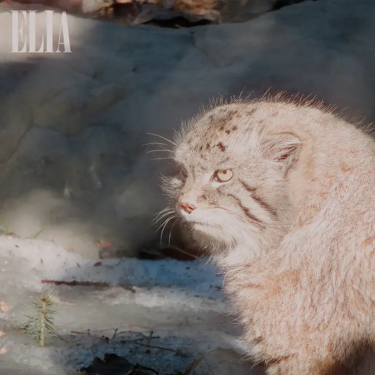 カルガリー動物園 / ワイルダー研究所のオラフの写真