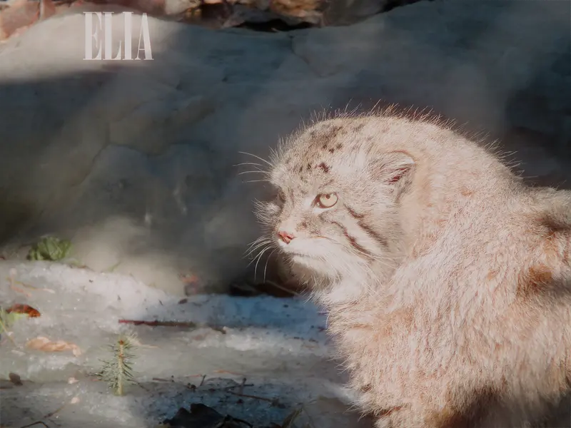 カルガリー動物園 / ワイルダー研究所のオラフの写真