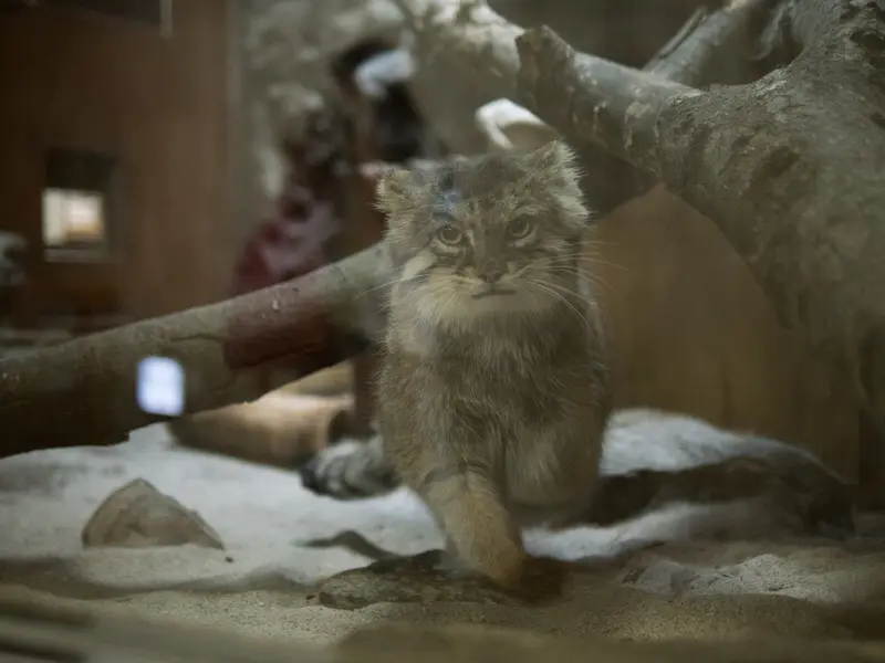 恩賜上野動物園のプリームラの写真