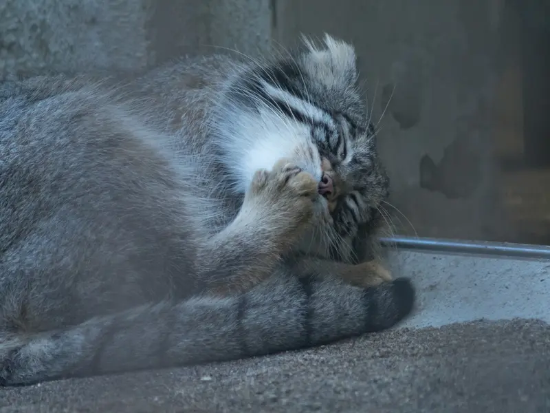 野毛山動物園のフィーガの写真