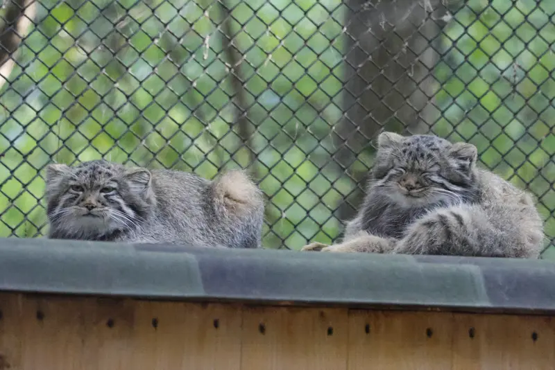 ノヴォシビルスク動物園のマヌルネコの写真