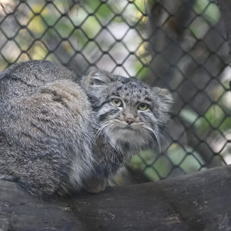 ノヴォシビルスク動物園のグレイの写真