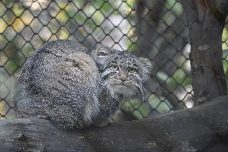 ノヴォシビルスク動物園のグレイの写真