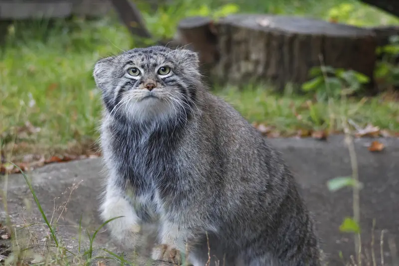 モスクワ動物園のティモフェイの写真