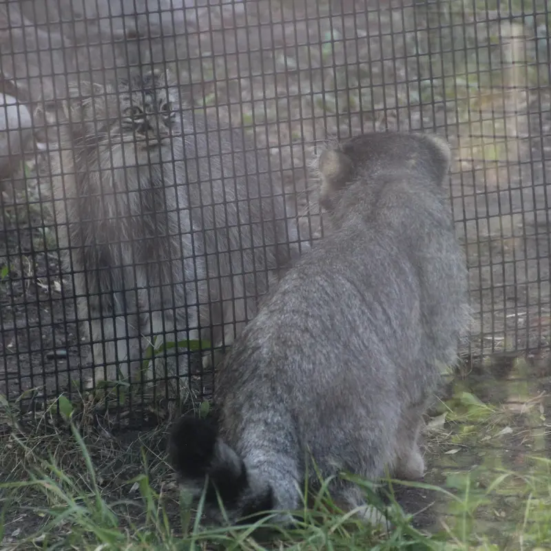 レッドリバー動物園のミダスとミーラの写真