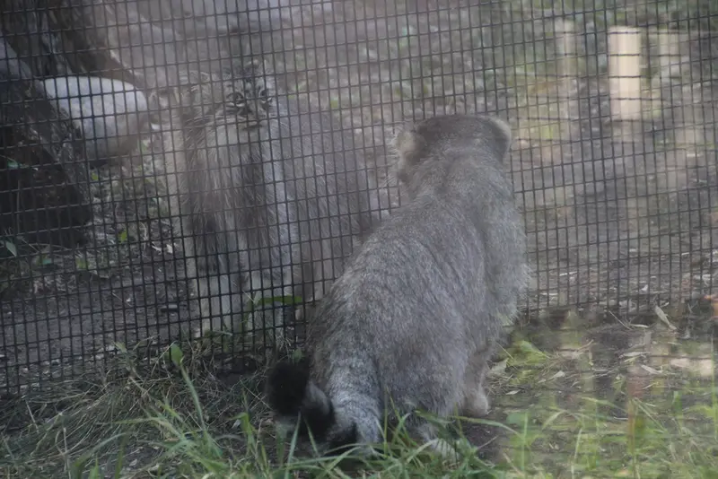 レッドリバー動物園のミダスとミーラの写真