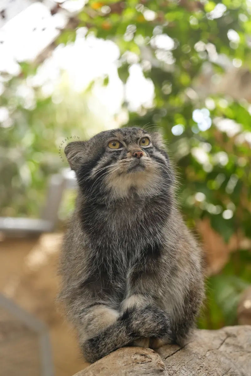 神戸どうぶつ王国のナルの写真