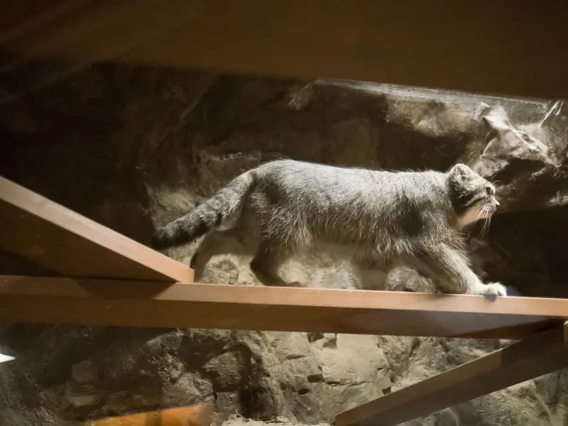 恩賜上野動物園のクリョンの写真