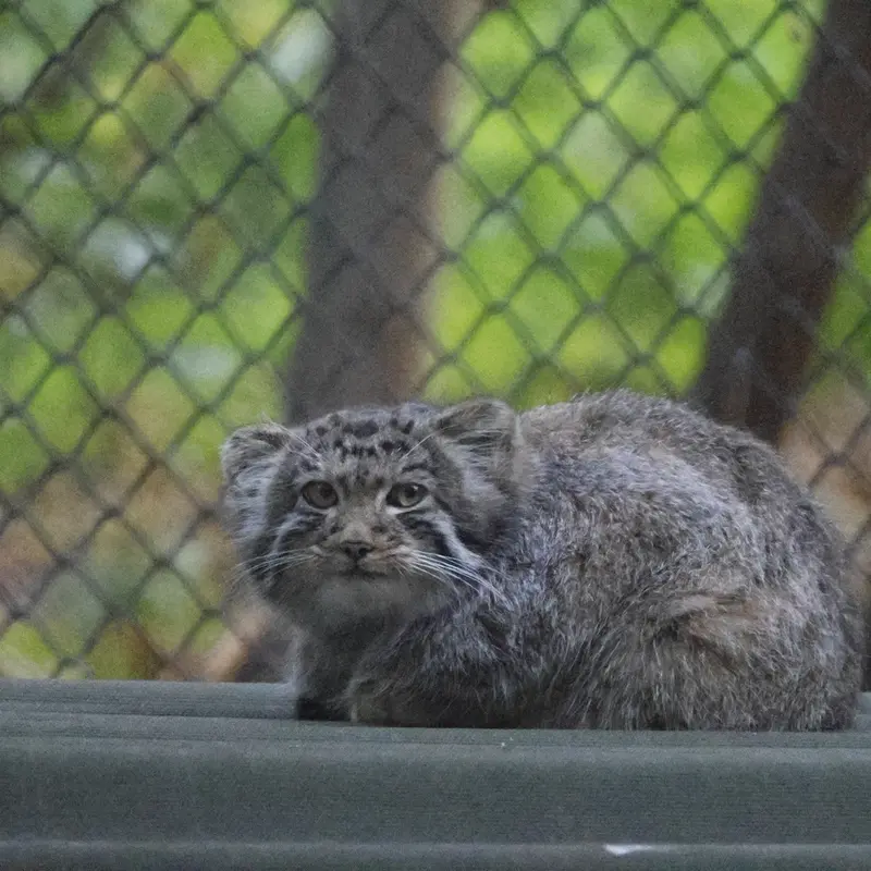 ノヴォシビルスク動物園のイヴの子（2026年生まれ）Ⅳの写真