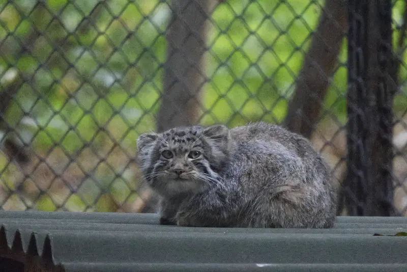 ノヴォシビルスク動物園のマヌルネコの写真