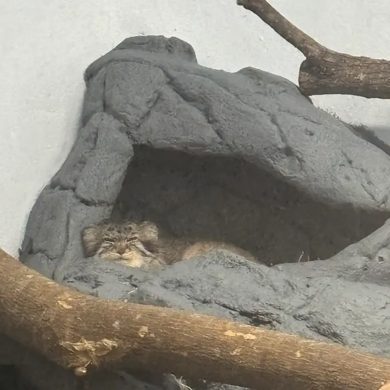 バーミンガム動物園のペルセウスの写真
