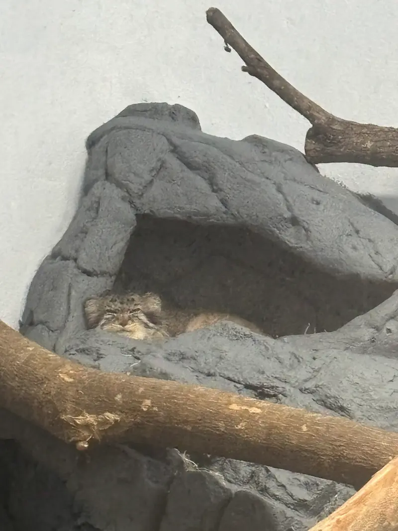 バーミンガム動物園のペルセウスの写真