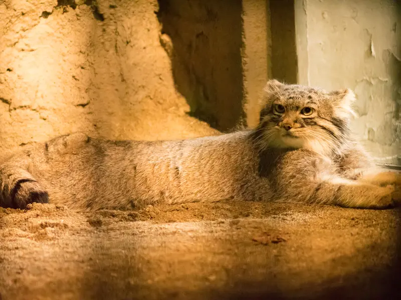 野毛山動物園のフィーガの写真
