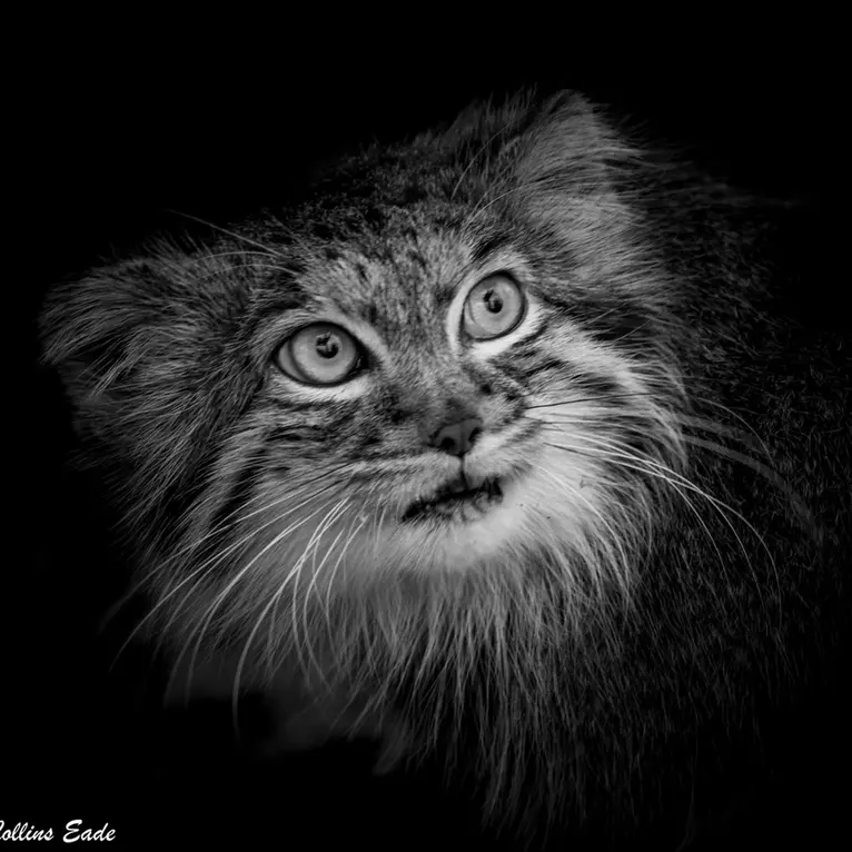 ビッグ・キャット・サンクチュアリのカラの写真