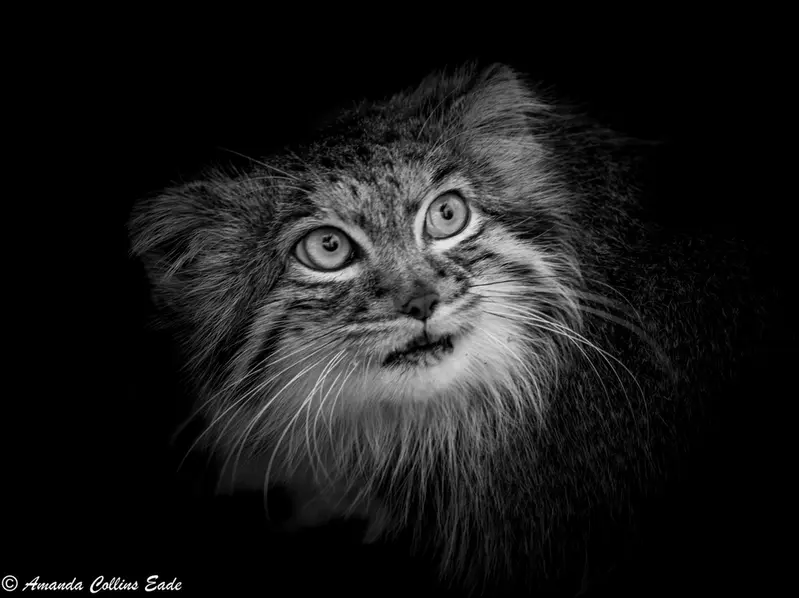 ビッグ・キャット・サンクチュアリのカラの写真