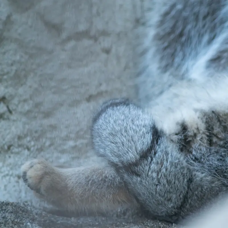 野毛山動物園のフィーガの写真