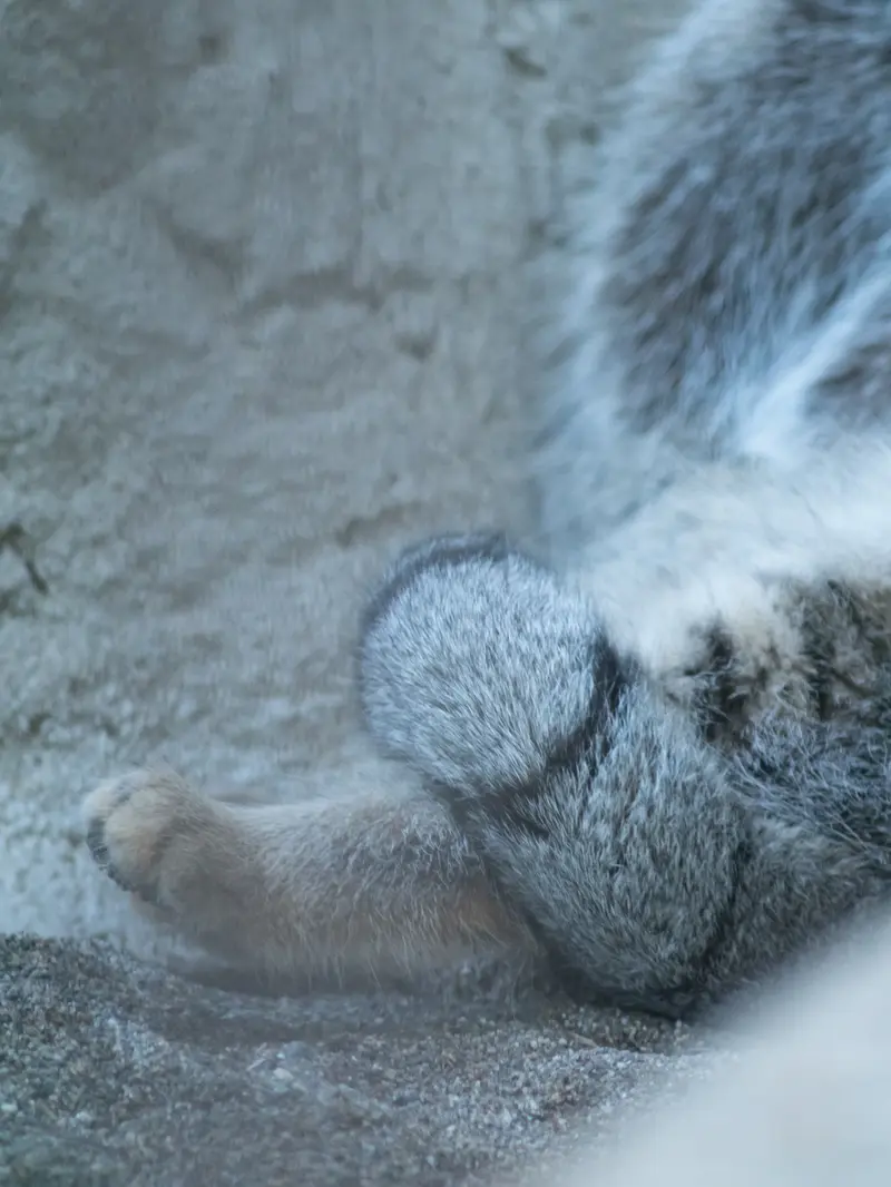 野毛山動物園のフィーガの写真